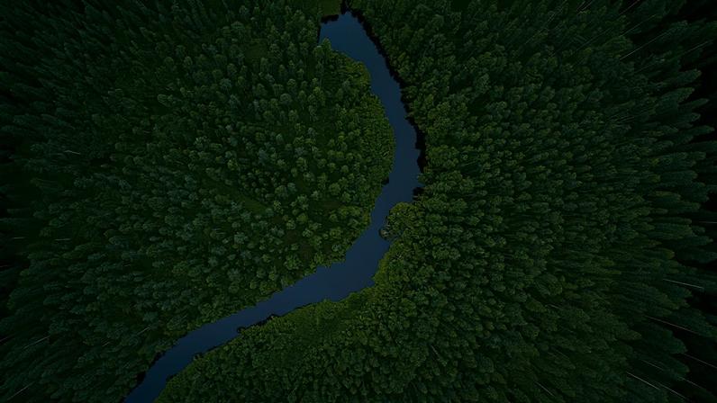 Biodiversidade — Foto: AdobeStock