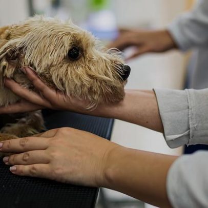 Exercício ilegal da medicina veterinária passa a ser crime