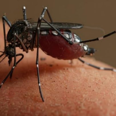 Dengue, antes negligenciada como doença tropical, preocupa EUA
