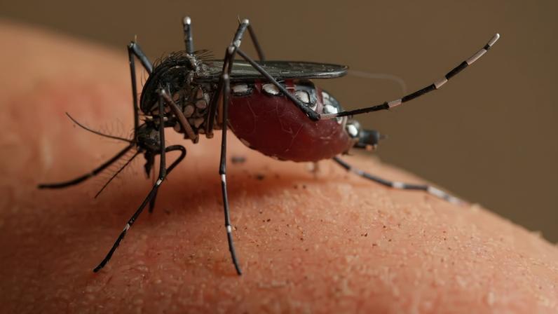 Mosquito Aedes aegypti se alimentando em Dar es Salaam, na Tanzânia — Foto: Wikimedia Commons
