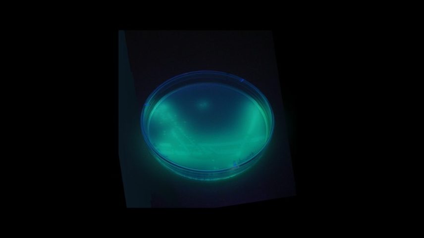 Pseudomonas aeruginosa com pigmento fluorescente em luz UV — Foto: BiotechMichael/Divulgação