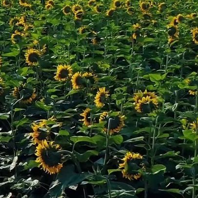 Conhecimento de americanos sobre agropecuária regenerativa triplica em três anos
