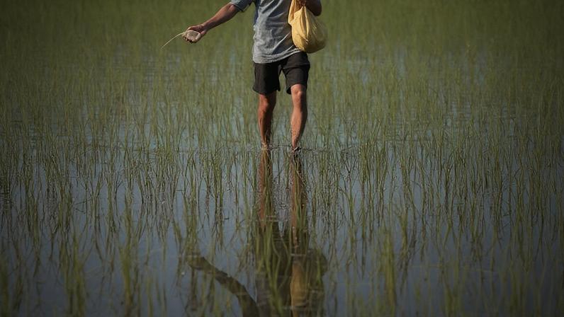 Um trabalhador aplica fertilizante em um arrozal em Karnal 18 de junho de 2026