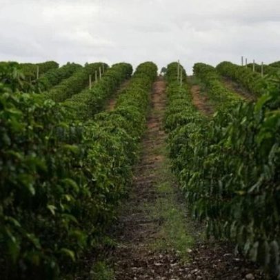 Colheita de café canéfora mantém ritmo de trabalhos e aponta boas safras