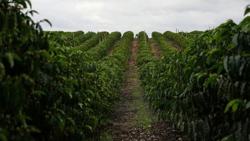 Lavoura de café 23 de setembro de 2025
