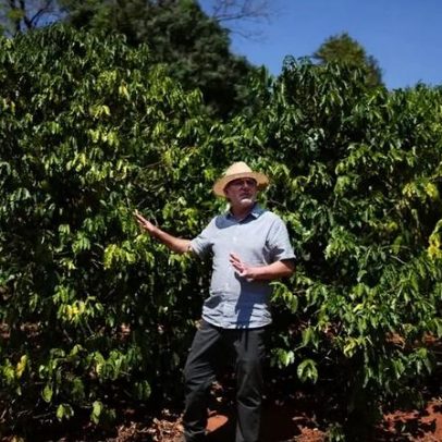 Embarques de Café Canéfora sobem 193% e impulsionam exportações do Brasil em maio