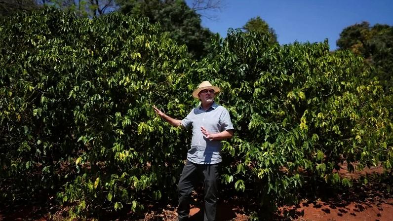 Pesquisador em lavoura de café