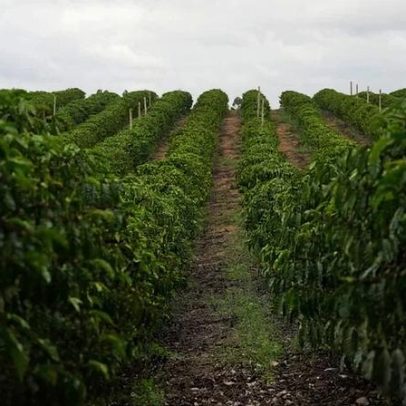 IBGE eleva projeção da safra de café 2026 para 66,8 milhões de sacas