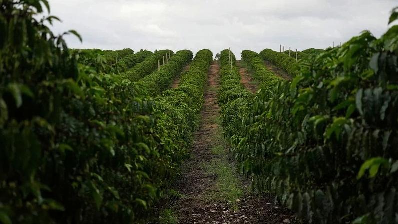 Fileiras de plantas em cafezal