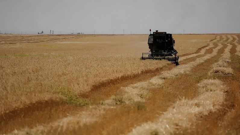 Uma colheitadeira colhe trigo na zona rural de Hasakah, na Síria 15 de junho de 2026