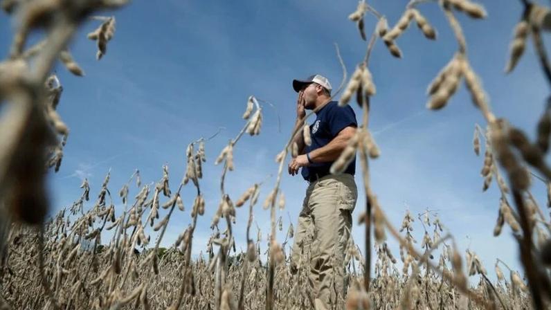 Produtor rural no meio de uma lavoura de soja