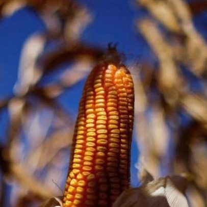 Mato Grosso e Mato Grosso do Sul compensam queda de Goiás na safrinha de milho