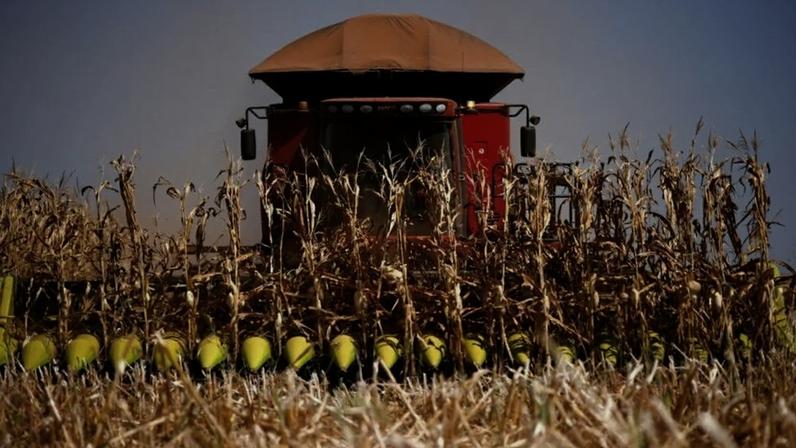 Colheita da segunda safra de milho chega a 2,4% da área no Centro-Sul