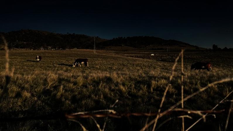 O gado pasta em um campo perto de Cooma, em Nova Gales do Sul