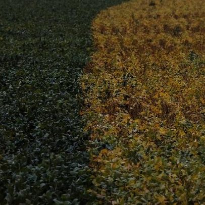 Radar vende 12% do portfólio de propriedades agrícolas em MT por R$ 1,8 bi
