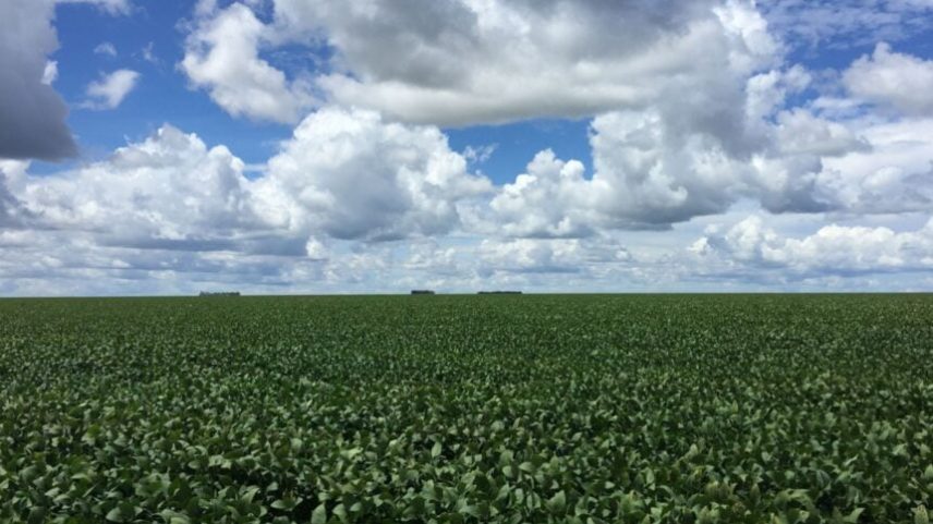 Área de produção de soja em Mato Grosso