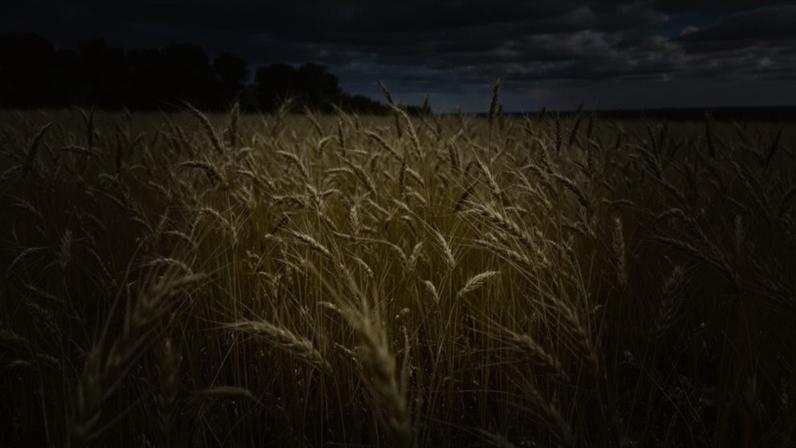 Campos de trigo dourado no município de Fram, Paraguai