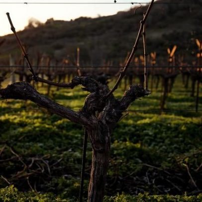 Melhores Cabernets 2023 da Napa Valley de cada AVA