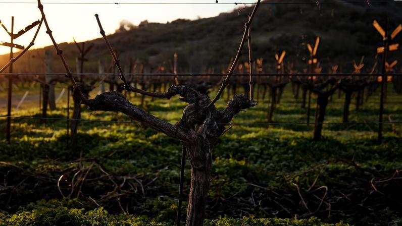 Melhores Cabernets 2023 da Napa Valley de cada AVA