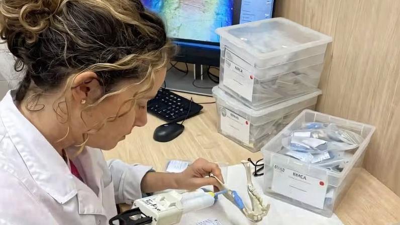 A pesquisa utiliza análises do desgaste dentário para investigar hábitos alimentares de primatas — Foto: University of Barcelona
