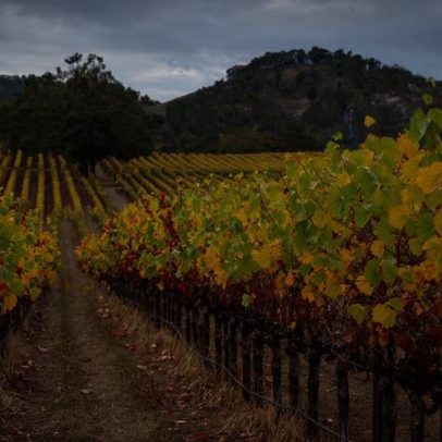 Dez Pinot Noir da Sonoma que agradarão a todos os paladares