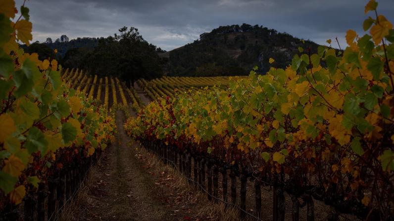 Colorful Vineyard in Fall, Sonoma County, California