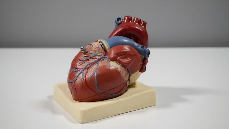 Conheça as faixas máximas e mínimas de batimentos cardíacos estimados para humanos