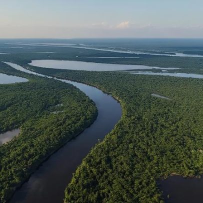 Estudo aponta florestas como centro da estratégia econômica e climática do Brasil