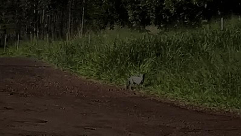 Captura de tela mostra animal misterioso em SC - Metrópoles