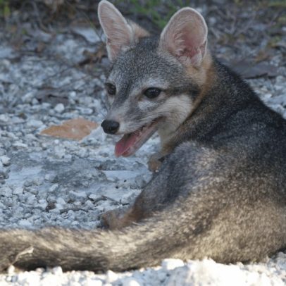 Raposa raríssima reaparece após 20 anos e é fotografada pela primeira vez