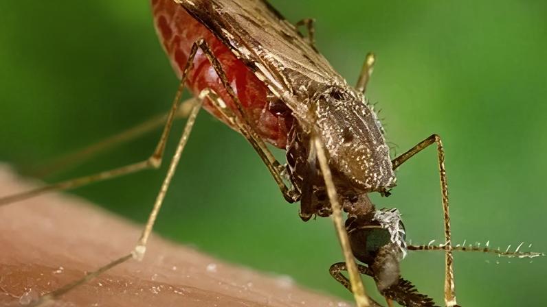 Mosquito Anopheles, vetor do patógeno da malária