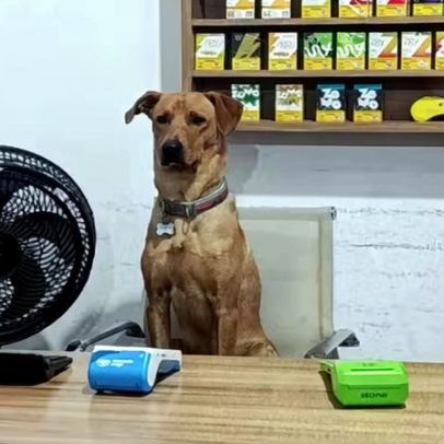 Cão atrapalha clientes e brinca com itens roubados em mercado de SC