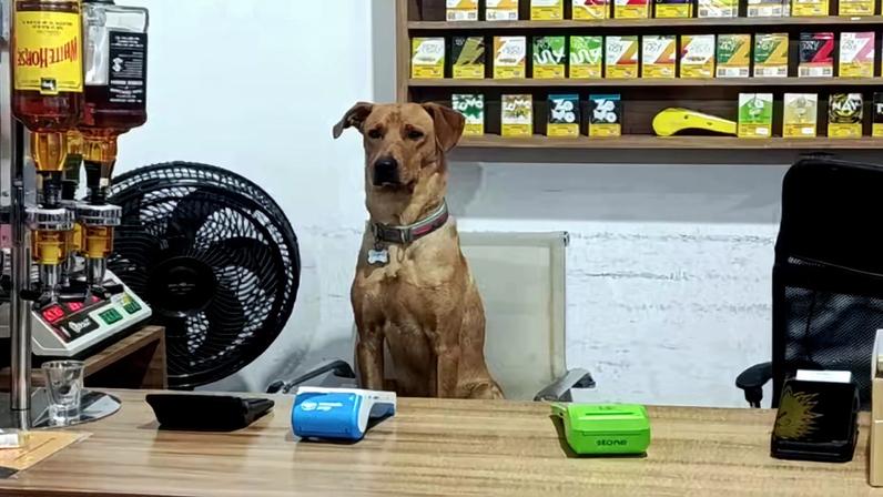 Cão Antônio vira ‘funcionário' em mercado de SC — Foto: Redes sociais/ Reprodução