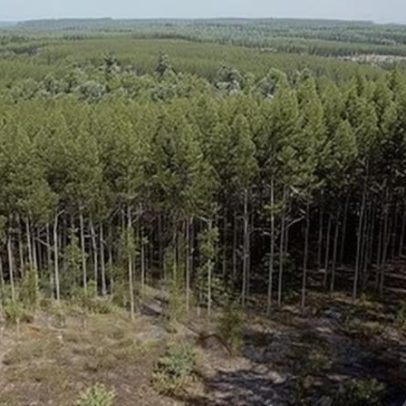 São Paulo pode triplicar florestas plantadas em áreas degradadas
