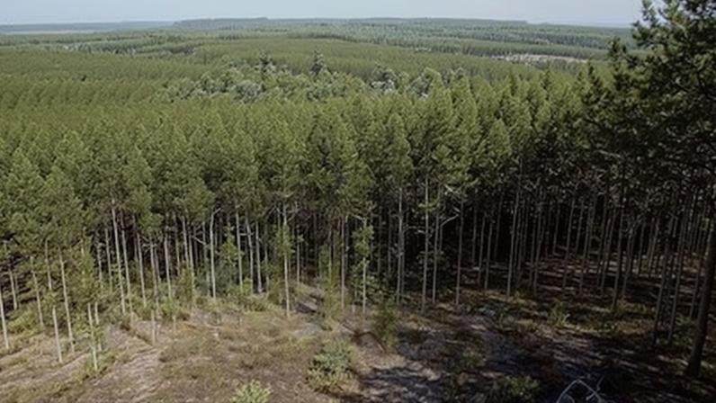 Fazenda com plantação de eucalipto para produção de celulose