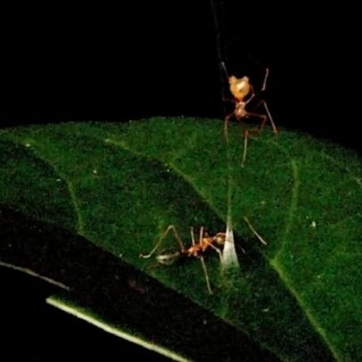 Nova espécie de aranha-balista usa catapulta para capturar formigas
