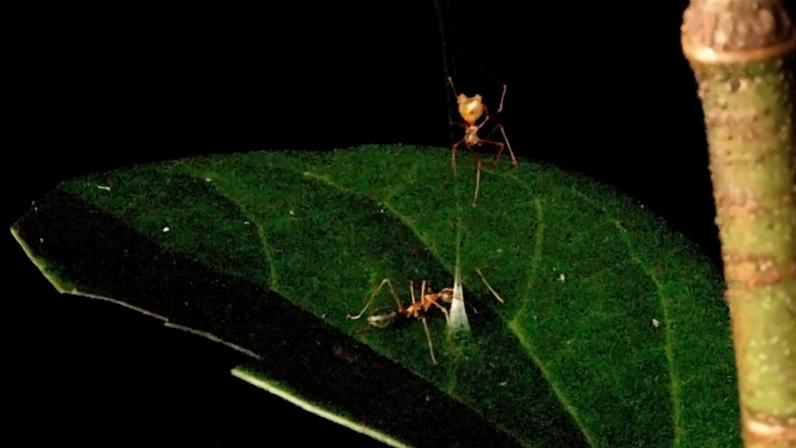 Imagem colorida mostra aranha caçando formiga - Metrópoles