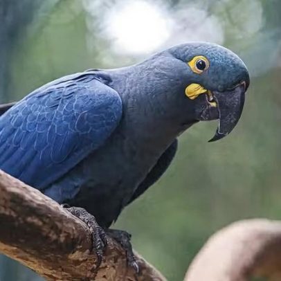 Lista de fauna ameaçada inclui 180 animais e retira 150