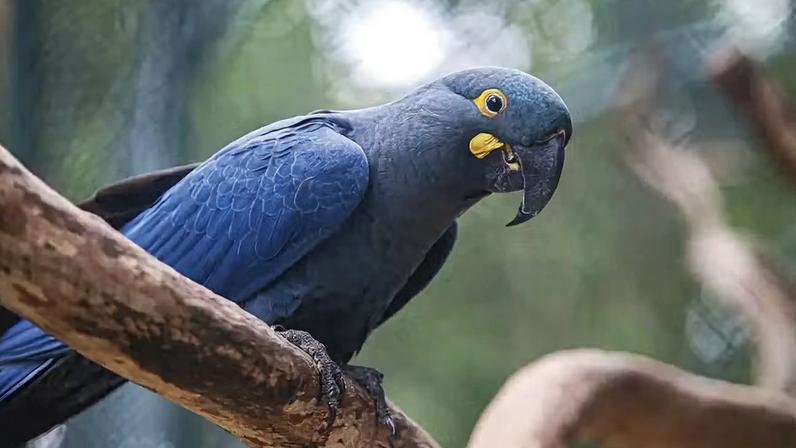 Arara-azul — Foto: © Paulo Pinto/Agência Brasil