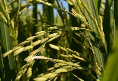 Fazenda projeta impacto de 140 bilhões com novo projeto de dívidas rurais