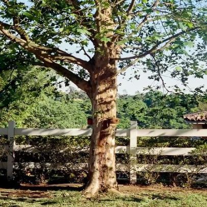 Árvore invadindo o terreno vizinho: lei e como evitar problemas