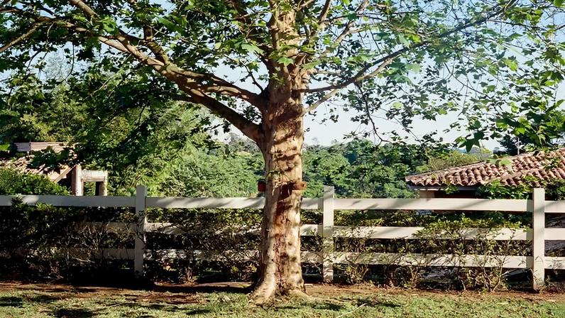 Segundo o Código Civil brasileiro (art. 1.283), o proprietário de um terreno invadido por galhos ou raízes de árvore vizinha tem o direito de cortá-los até o limite da divisa, sem necessidade de autorização judicial ou do vizinho