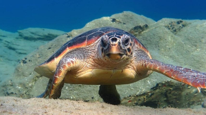Ilha de Cabo Verde registra 80x mais aninhamento de tartarugas cabeçudas