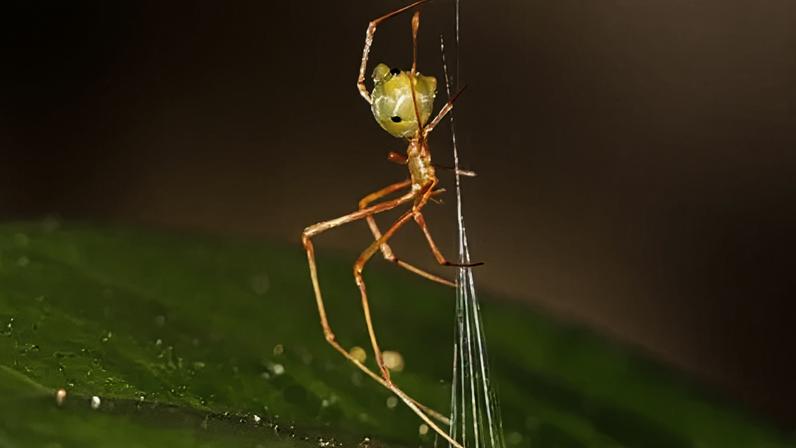Ajay Narendra, Pranav Joshi, Daniele Liprandi, Gregory J Anderson, Jonas Wolff/Macquarie University A close-up image of the 'ballista' spider weaving a cone-shaped trap of silk lines
