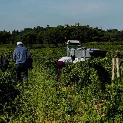 Vinicultores se adaptam à canícula com horários flexíveis e hidratação
