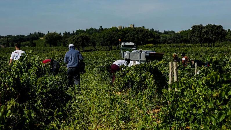 Vinicultores se adaptam à canícula com horários flexíveis e hidratação