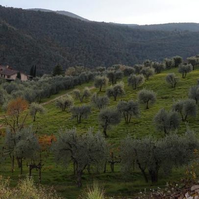 Chianti Classico de baixo teor alcoólico ganha destaque entre consumidores