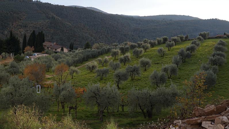 Bucciarelli’s Antico Podere Casanova - old vines co-planted with olive trees