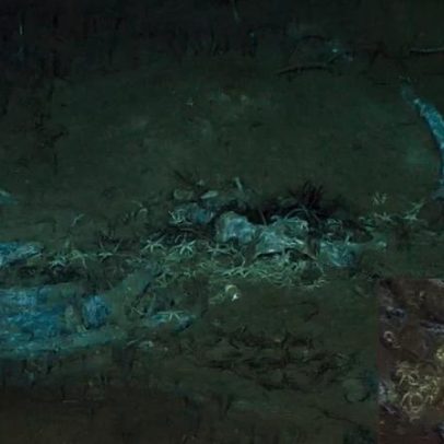 Cemitério de baleias descoberto a mais de 7 mil metros no Oceano Índico