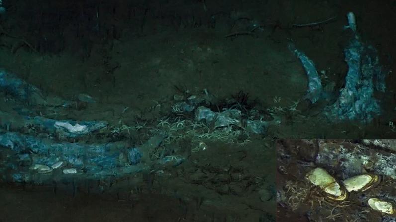 Uma região do Oceano Índico se tornou um cemitério de baleias há mais de 5 milhões de anos